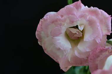 Siyah arka planda güzel Eustoma çiçeklerini kapat 