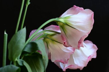 Siyah arka planda güzel Eustoma çiçeklerini kapat 