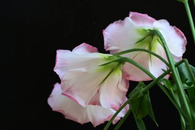 Siyah arka planda güzel Eustoma çiçeklerini kapat 