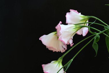 Siyah arka planda güzel Eustoma çiçeklerini kapat 