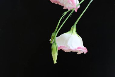 Siyah arka planda güzel Eustoma çiçeklerini kapat 