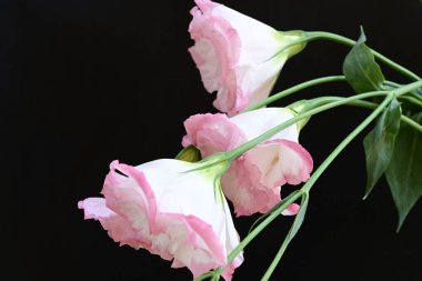 Siyah arka planda güzel Eustoma çiçeklerini kapat 