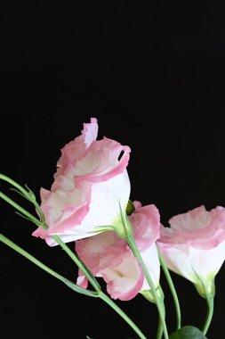 Siyah arka planda güzel Eustoma çiçeklerini kapat 