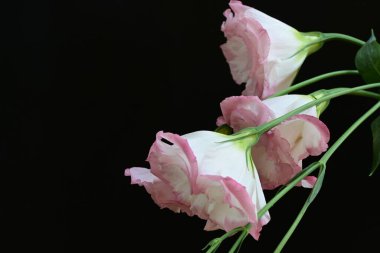 Siyah arka planda güzel Eustoma çiçeklerini kapat 