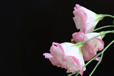 Siyah arka planda güzel Eustoma çiçeklerini kapat 