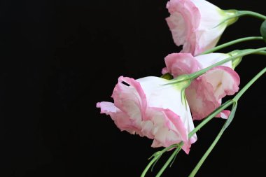 Siyah arka planda güzel Eustoma çiçeklerini kapat 