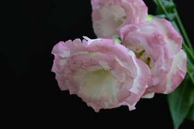 Siyah arka planda güzel Eustoma çiçeklerini kapat 