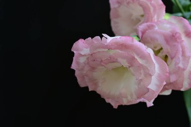 Siyah arka planda güzel Eustoma çiçeklerini kapat 