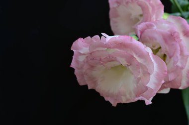 Siyah arka planda güzel Eustoma çiçeklerini kapat 