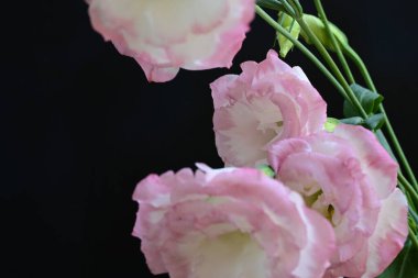 Siyah arka planda güzel Eustoma çiçeklerini kapat 