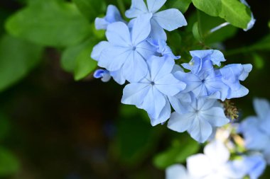 Güzel Plumbago Auriculata çiçekleri bahçede