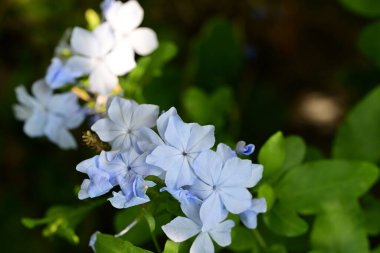 Güzel Plumbago Auriculata çiçekleri bahçede