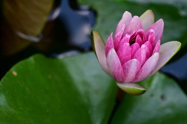 Güzel çiçeklerin yakın çekim görüntüsü, doğa konsepti arka plan 