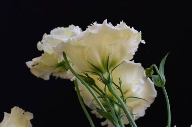 Siyah arka planda güzel Eustoma çiçeklerini kapat 