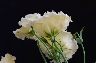 Siyah arka planda güzel Eustoma çiçeklerini kapat 