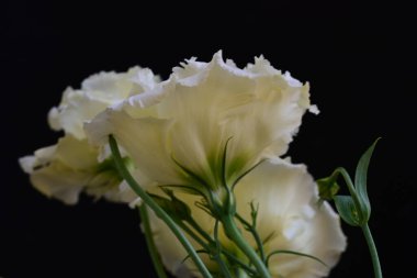 Siyah arka planda güzel Eustoma çiçeklerini kapat 