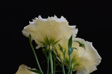 Siyah arka planda güzel Eustoma çiçeklerini kapat 