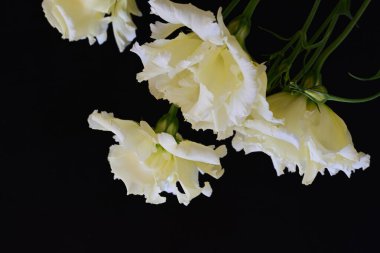 Siyah arka planda güzel Eustoma çiçeklerini kapat 