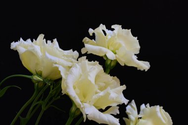 Siyah arka planda güzel Eustoma çiçeklerini kapat 