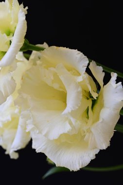 Siyah arka planda güzel Eustoma çiçeklerini kapat 