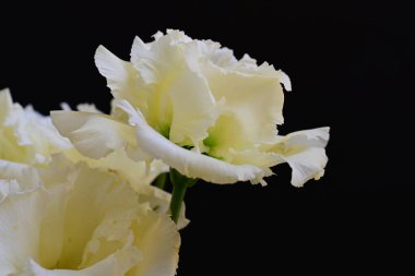 Siyah arka planda güzel Eustoma çiçeklerini kapat 