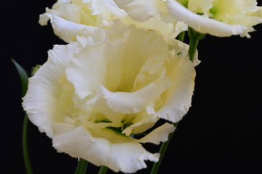 Siyah arka planda güzel Eustoma çiçeklerini kapat 