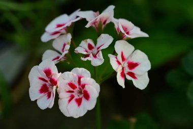 Güzel çiçeklerin yakın çekim görüntüsü, doğa konsepti arka plan 