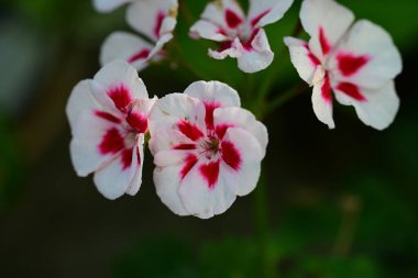Güzel çiçeklerin yakın çekim görüntüsü, doğa konsepti arka plan 
