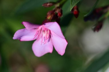 bahçede pembe çiçek yakın
