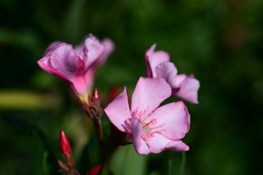 bahçede pembe çiçek yakın