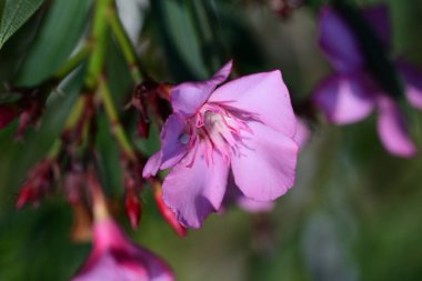 bahçede pembe çiçek yakın