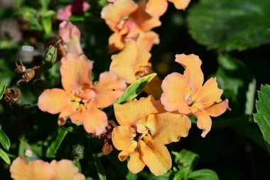 Bahçedeki güzel portakal çiçekleri