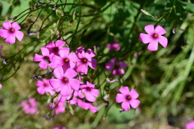 Bahçedeki güzel pembe çiçekler 