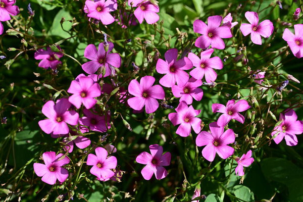 красивые розовые цветы в саду 