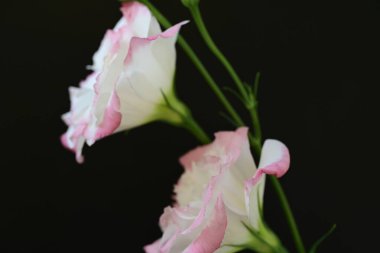 Siyah arka planda güzel Eustoma çiçekleri