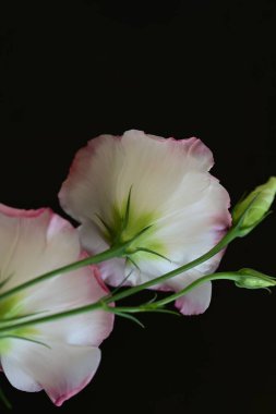 Siyah arka planda güzel Eustoma çiçekleri