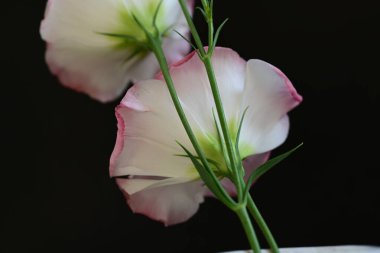 Siyah arka planda güzel Eustoma çiçekleri