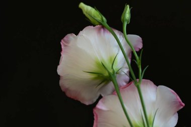 Siyah arka planda güzel Eustoma çiçekleri