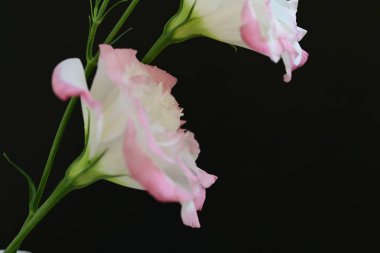 Siyah arka planda güzel Eustoma çiçekleri