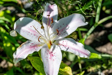 Güzel çiçeklerin yakın çekim görüntüsü, doğa konsepti arka plan 