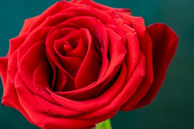 Yeşil arkaplanda kırmızı gül