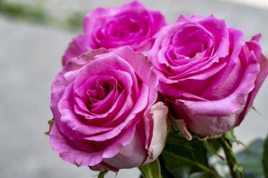 Güzel çiçeklerin yakın çekim görüntüsü, doğa konsepti arka plan 