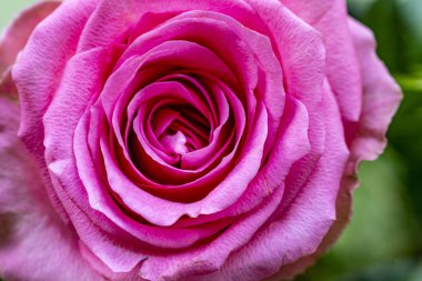 Güzel çiçeklerin yakın çekim görüntüsü, doğa konsepti arka plan 