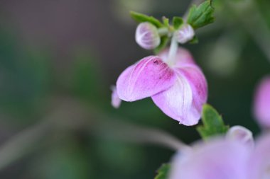 Güzel çiçeklerin yakın çekim görüntüsü, doğa konsepti arka plan 