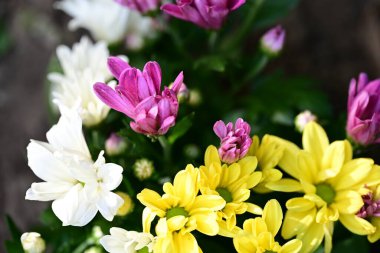 Yazın bahçedeki güzel çiçekleri kapat.