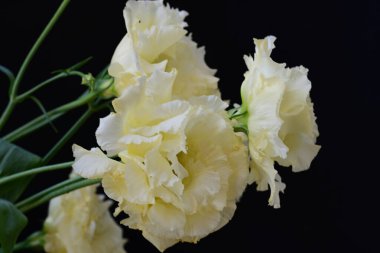 Östoma çiçeklerini siyah arkaplanda kapat 