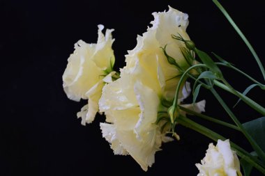 Östoma çiçeklerini siyah arkaplanda kapat 