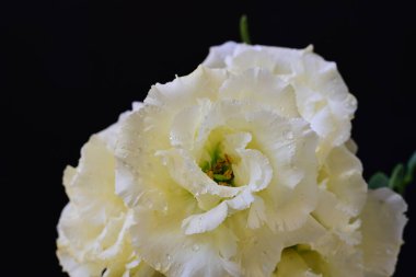 Östoma çiçeklerini siyah arkaplanda kapat 