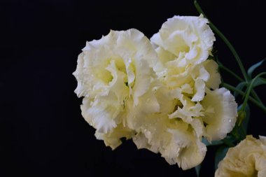 Östoma çiçeklerini siyah arkaplanda kapat 