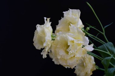 Östoma çiçeklerini siyah arkaplanda kapat 